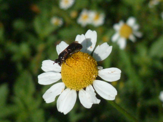 camomille matricaire