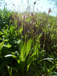 Plantain lanc&eacute;ol&eacute; en fleur