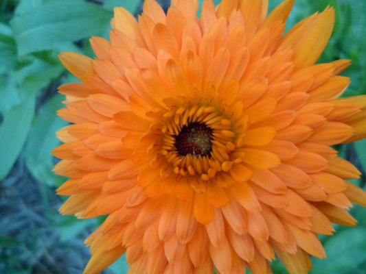 calendula
