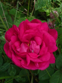 rose de provins en fleur