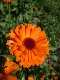 Calendula en fleur