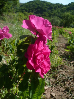 rose de provins en fleur dans le champ